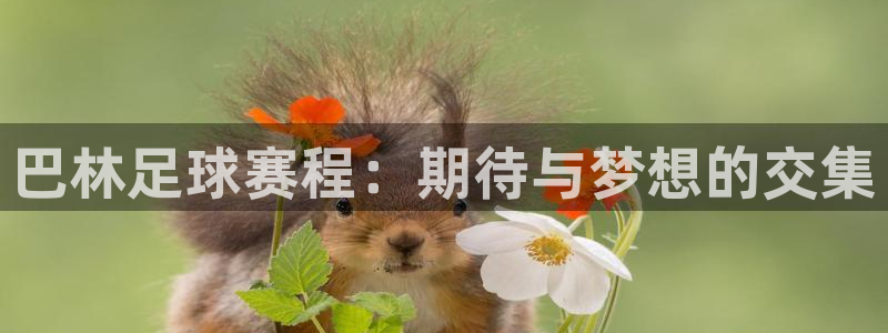 巴林足球赛程：期待与梦想的交集